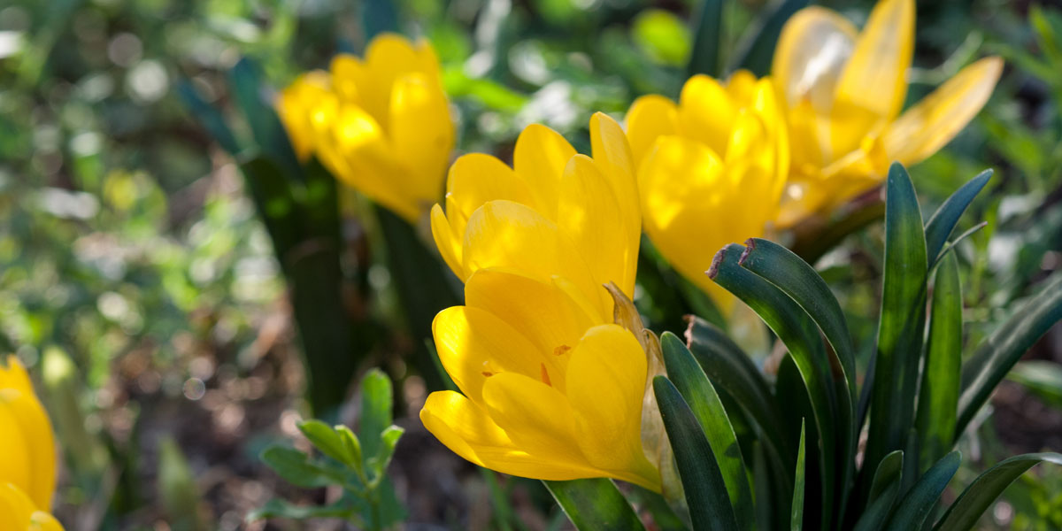 Sternbergia inspiration