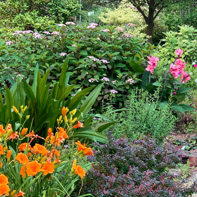 Les avantages des plantes vivaces