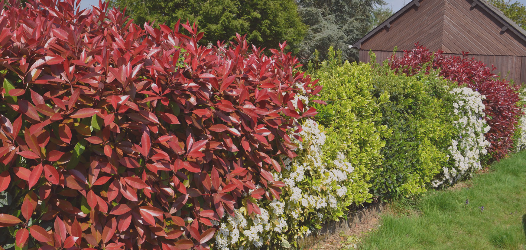 Un Beau Jardin Avec Des Géraniums, Des Roses, Des Haies Et Une