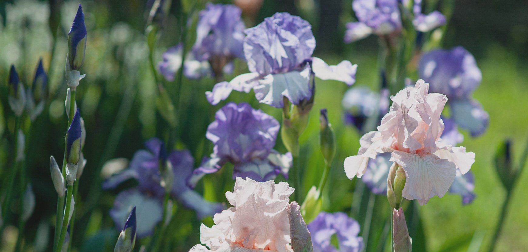Les Iris Germanica pour fleurir votre jardin sans effort  