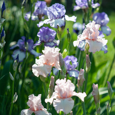 Les Iris Germanica pour fleurir votre jardin sans effort