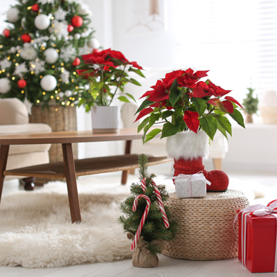 Un noël enchanteur avec Meilland Richardier