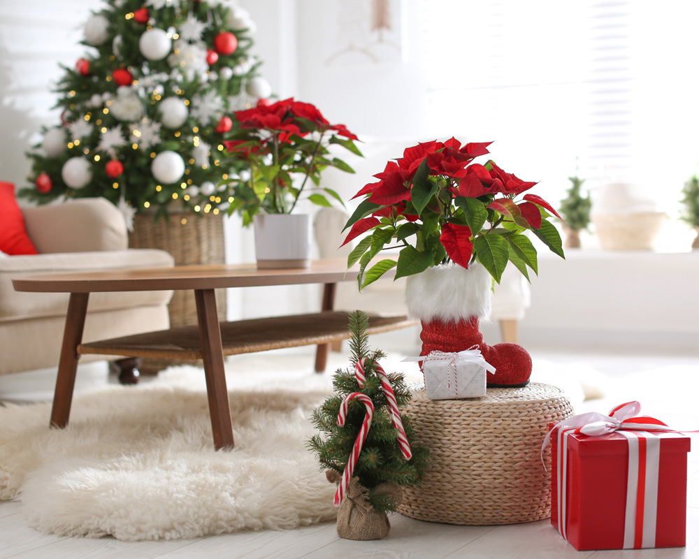 https://www.meillandrichardier.com/media/wysiwyg/conseils-inspi/landing-noel/illu1.jpg