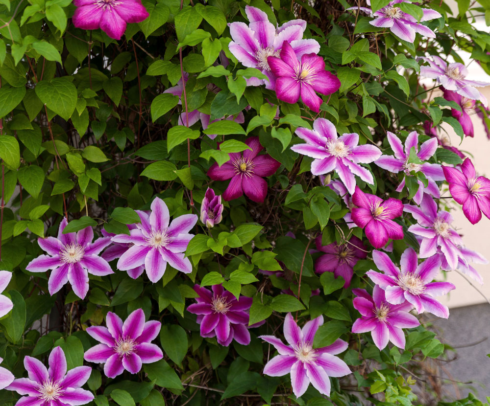 GardenersDream Passiflora Victoria - Fleur De La Passion Royale - Plante Grimpante Pourpre - Plante Extérieur Variété Premium