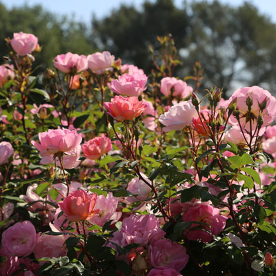 À quelles plantes les associer