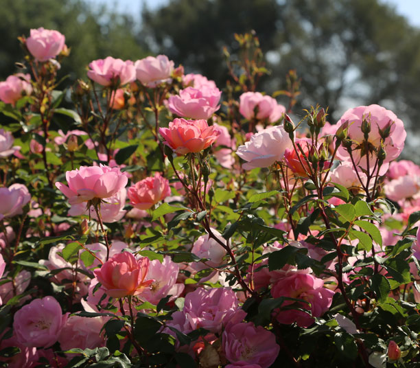 ROSIER PAYSAGER BUISSONNANT PINK CHANTILLY ® MEILEVIRE