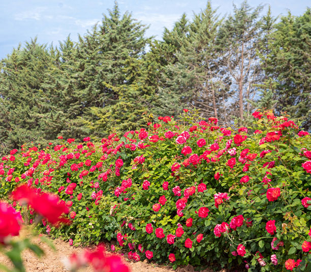 ROSIER GRIMPANT PARFUMÉ CHERRY EXPLOSION ® BAISIKOMIK