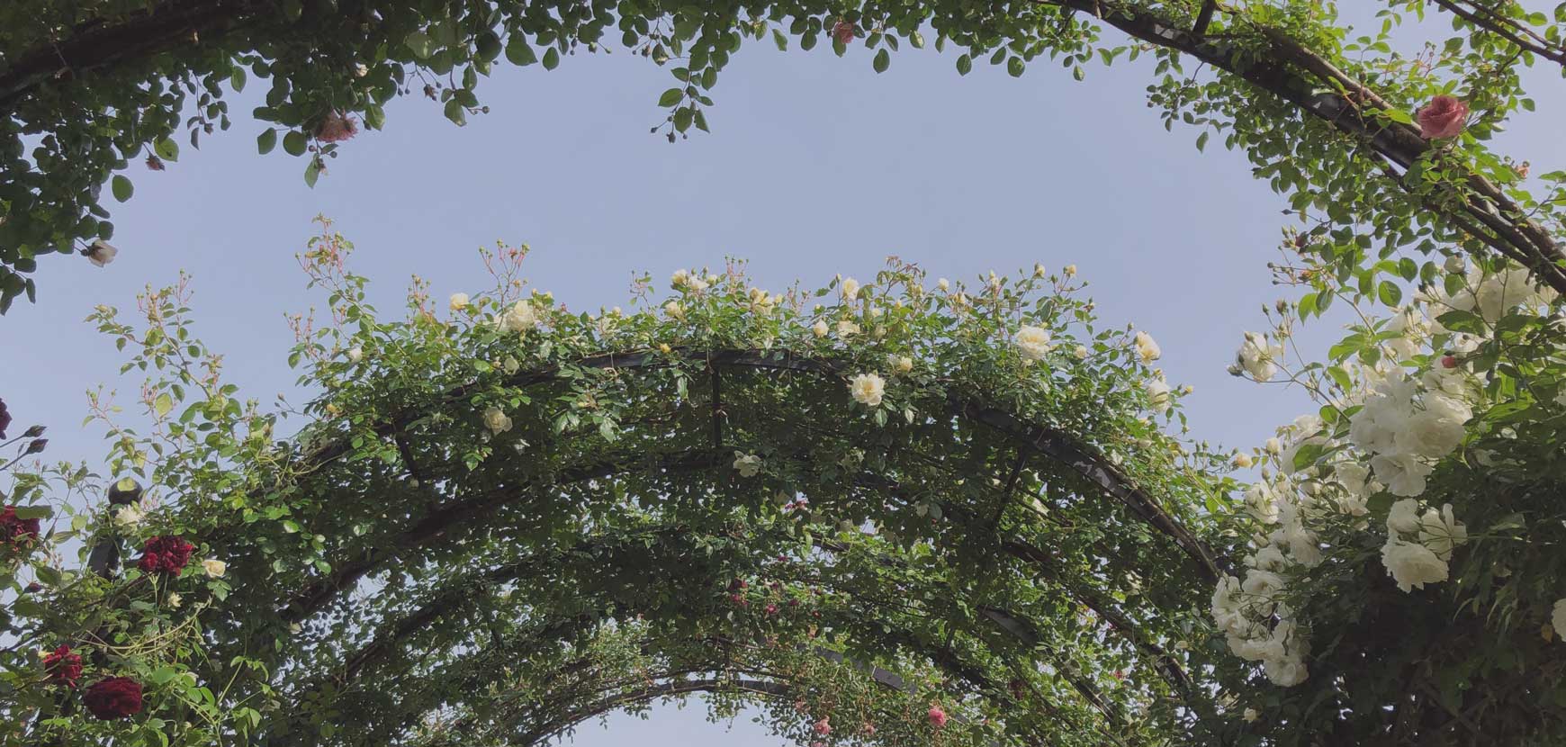 Nos coups de cœur en promotion pour sublimer et structurer votre jardin