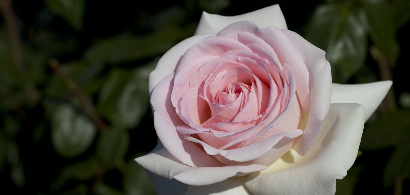 Rosiers PERFUMELLA ®, les rosiers Meilland les plus parfumés !