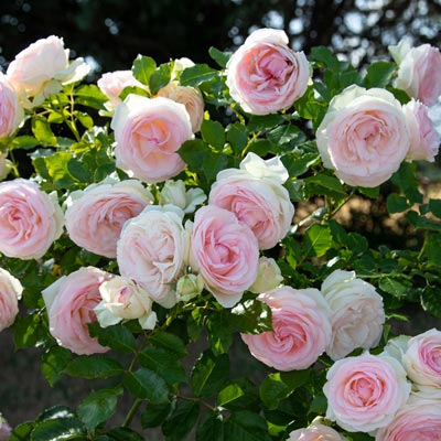 Notre gamme de rosiers ROMANTICA ®