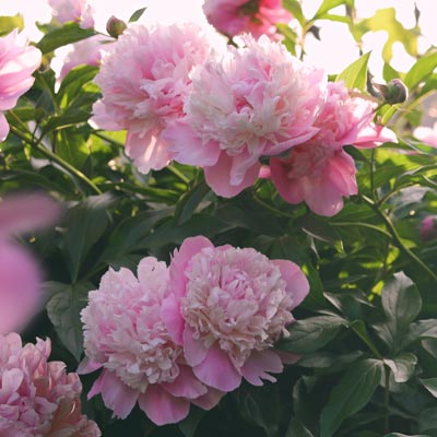 Des associations pour accentuer l'ambiance romantique 