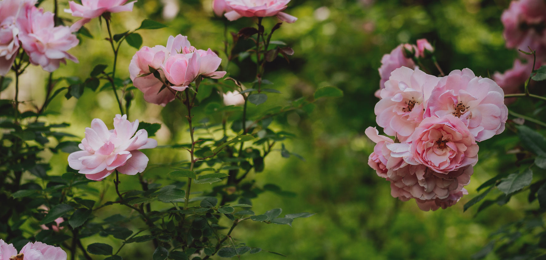 Nos rosiers paysagers : abondance de fleurs et grande résistance !