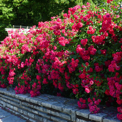 Nos rosiers paysagers : abondance de fleurs et grande résistance !