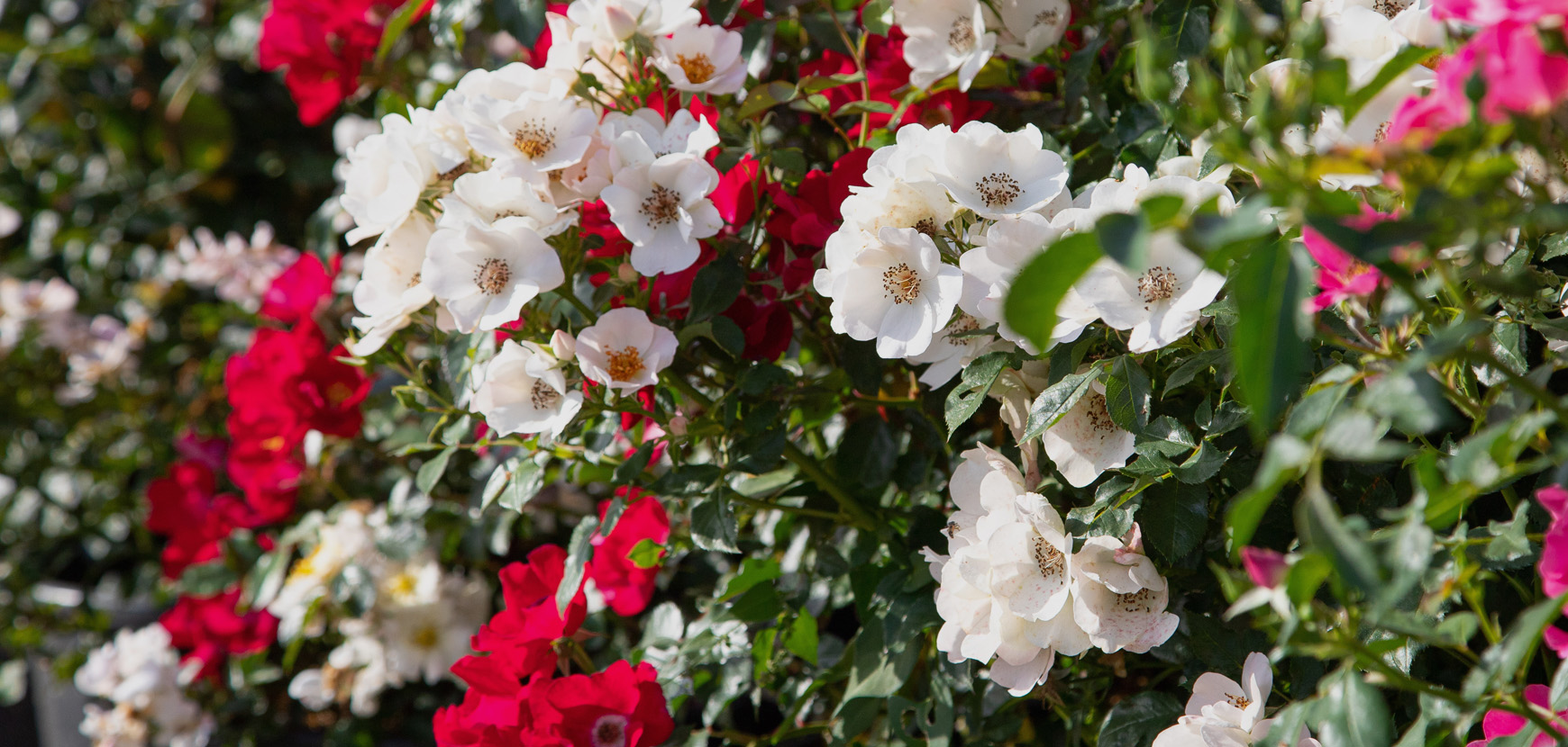 Rosiers paysagers, nos conseils pour faire le bon choix !