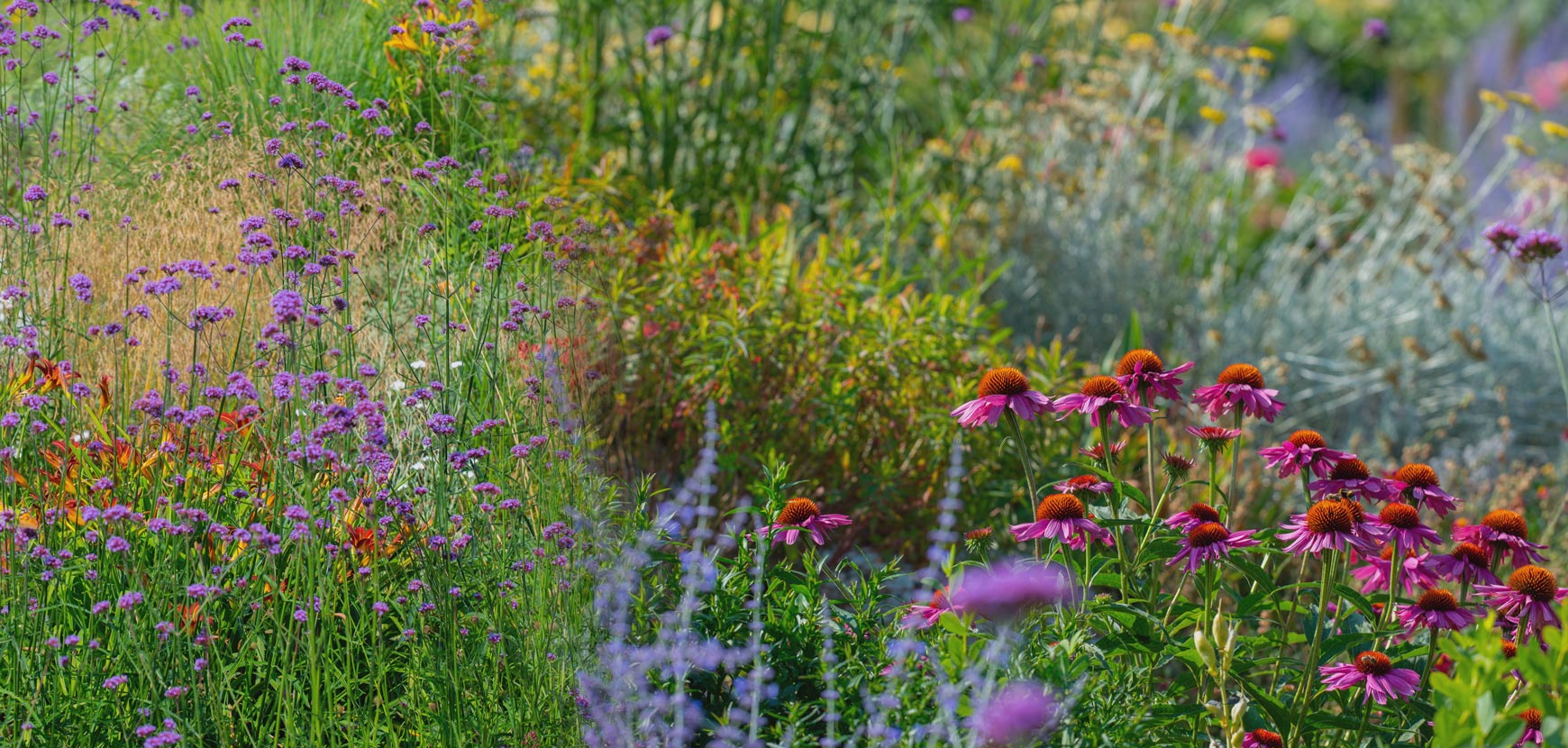 10 plantes à la floraison verte pour un jardin tout en nuances !