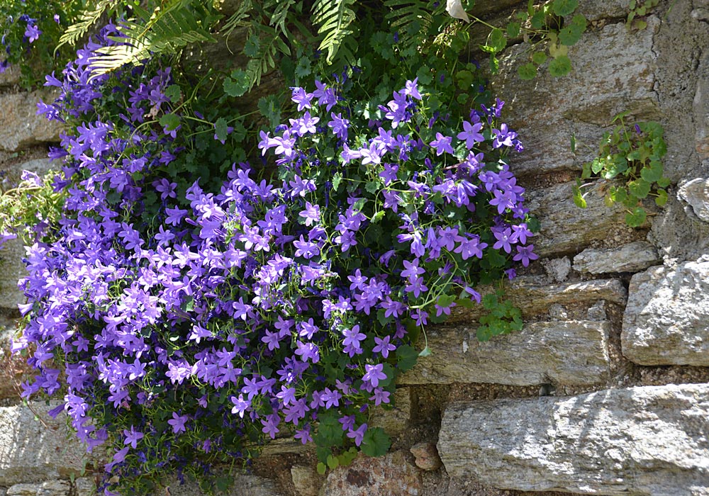 10 fleurs à couper pour des bouquets toute l'année - Gamm vert