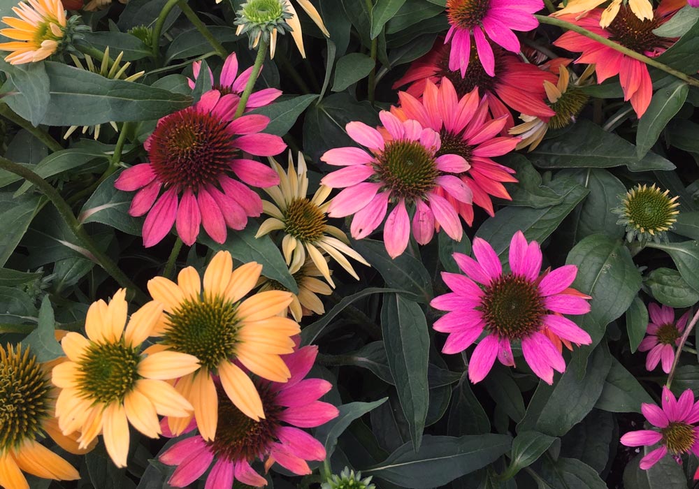 https://www.meillandrichardier.com/media/wysiwyg/conseils-inspi/landing-top10-vivaces/rudbeckia.jpg
