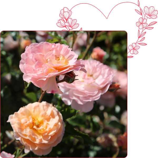 Rosier Apricot DRIFT® Meimirote