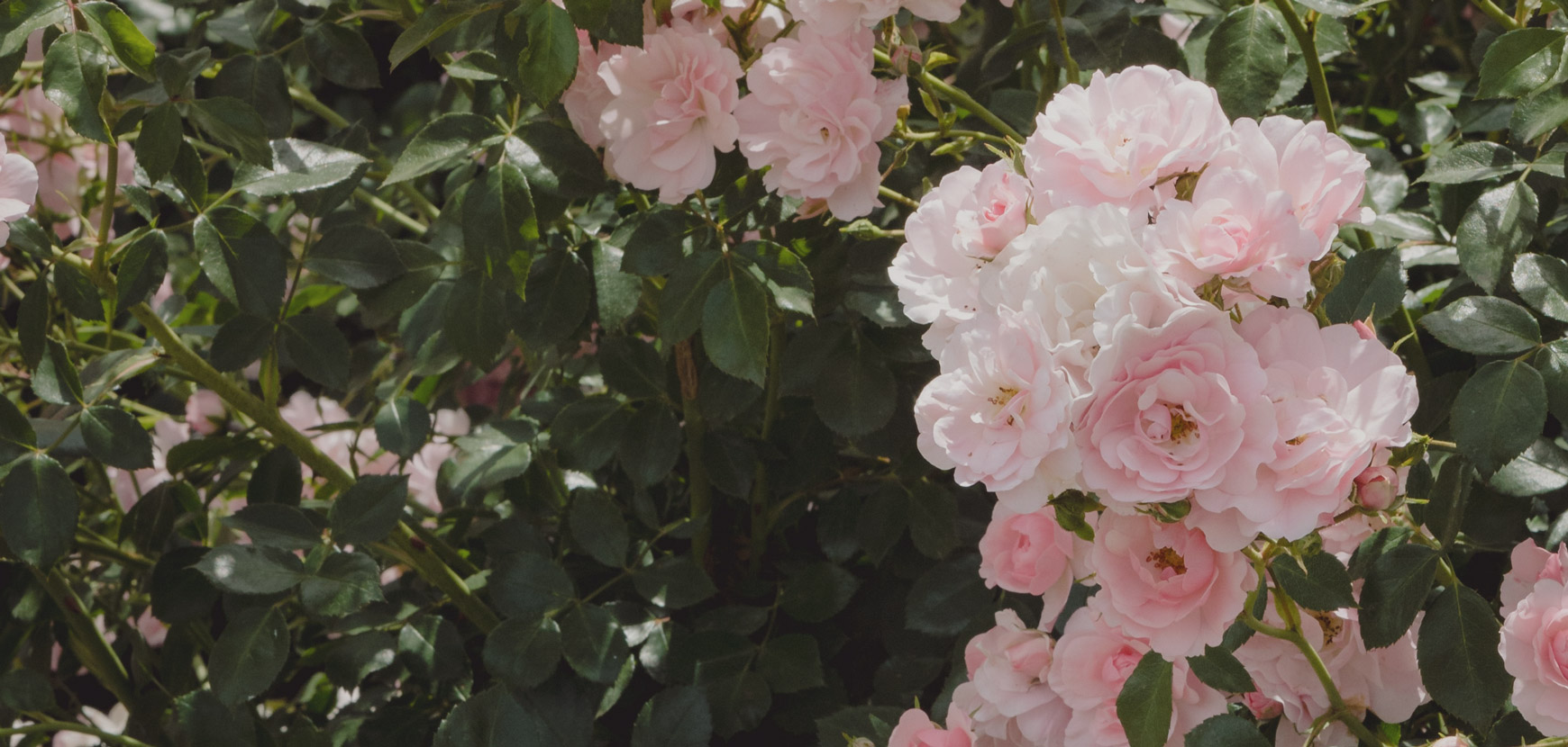 Les rosiers coups de cœur de l’équipe Meilland Richardier