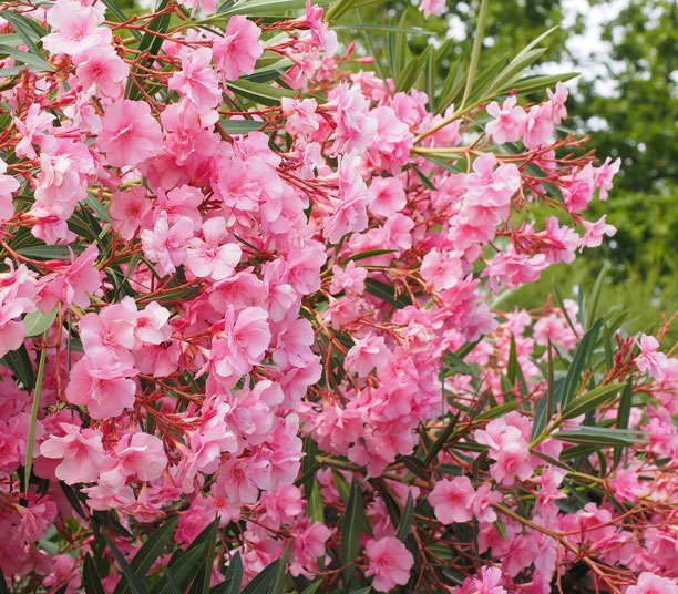 Laurier rose floraison