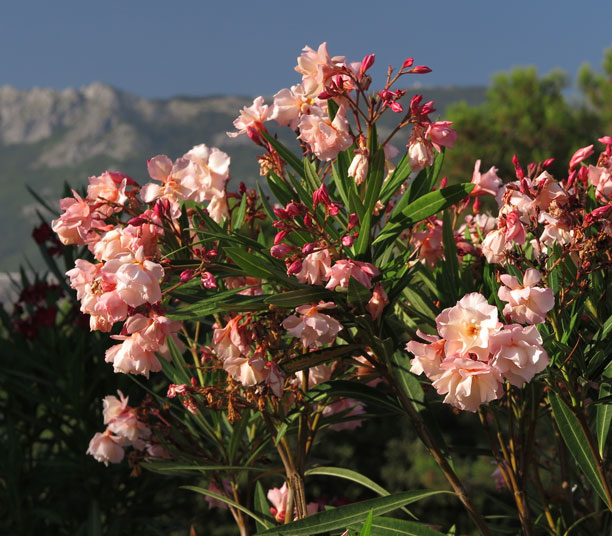 Laurier rose : Conseils de plantation, taille et entretien