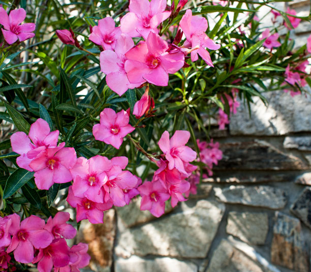 La Pousse Verte - Le laurier rose : conseils jardinage et découverte