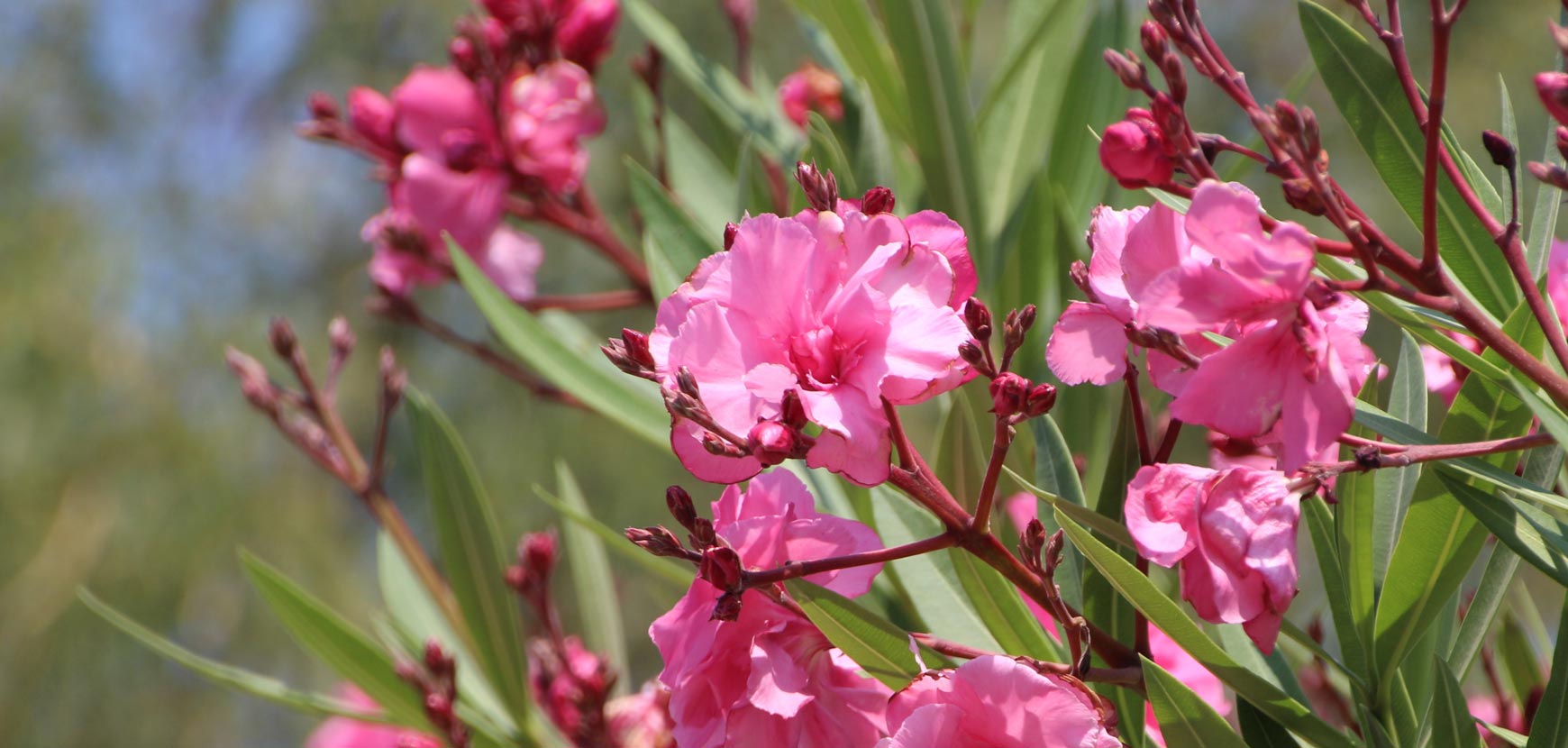 Laurier rose : Conseils de plantation, taille et entretien