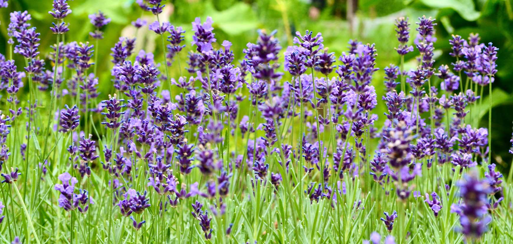 Lavande vraie ou Lavandula angustifolia Ellagance Purple