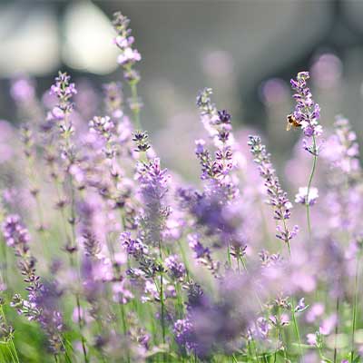 Sauge blanche parfumée à la lavande