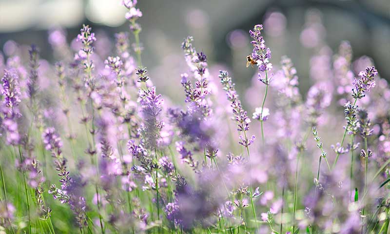 Protégez votre jardin potager des ravageurs et nuisibles - Tom Press