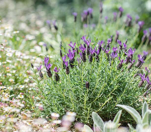 Lavande papillon : plantation, entretien, soin