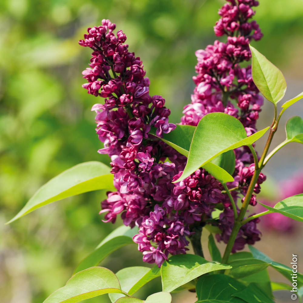 Connaitre le lilas