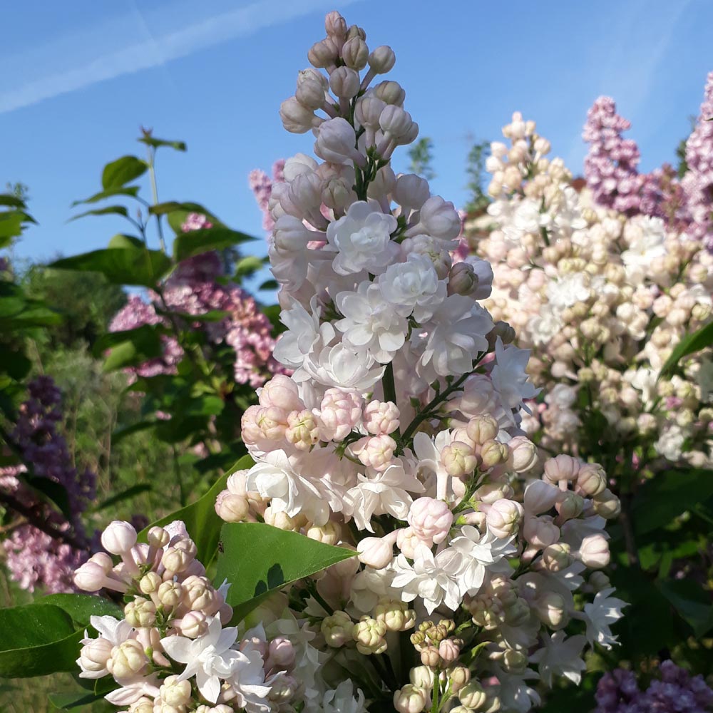 Comment tailler et entretenir un lilas