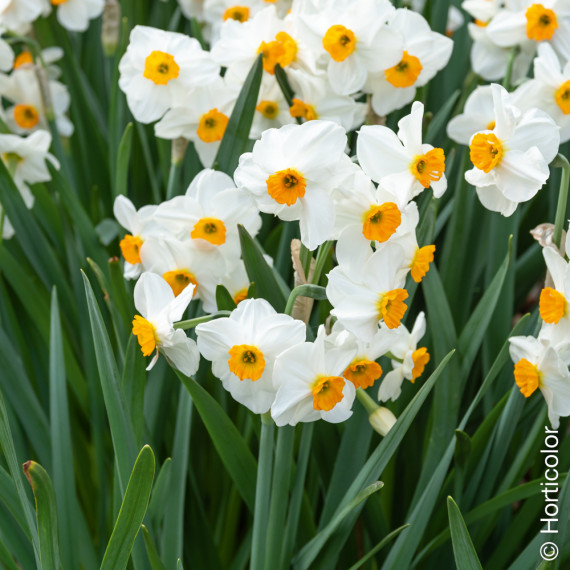 Comment planter les narcisses