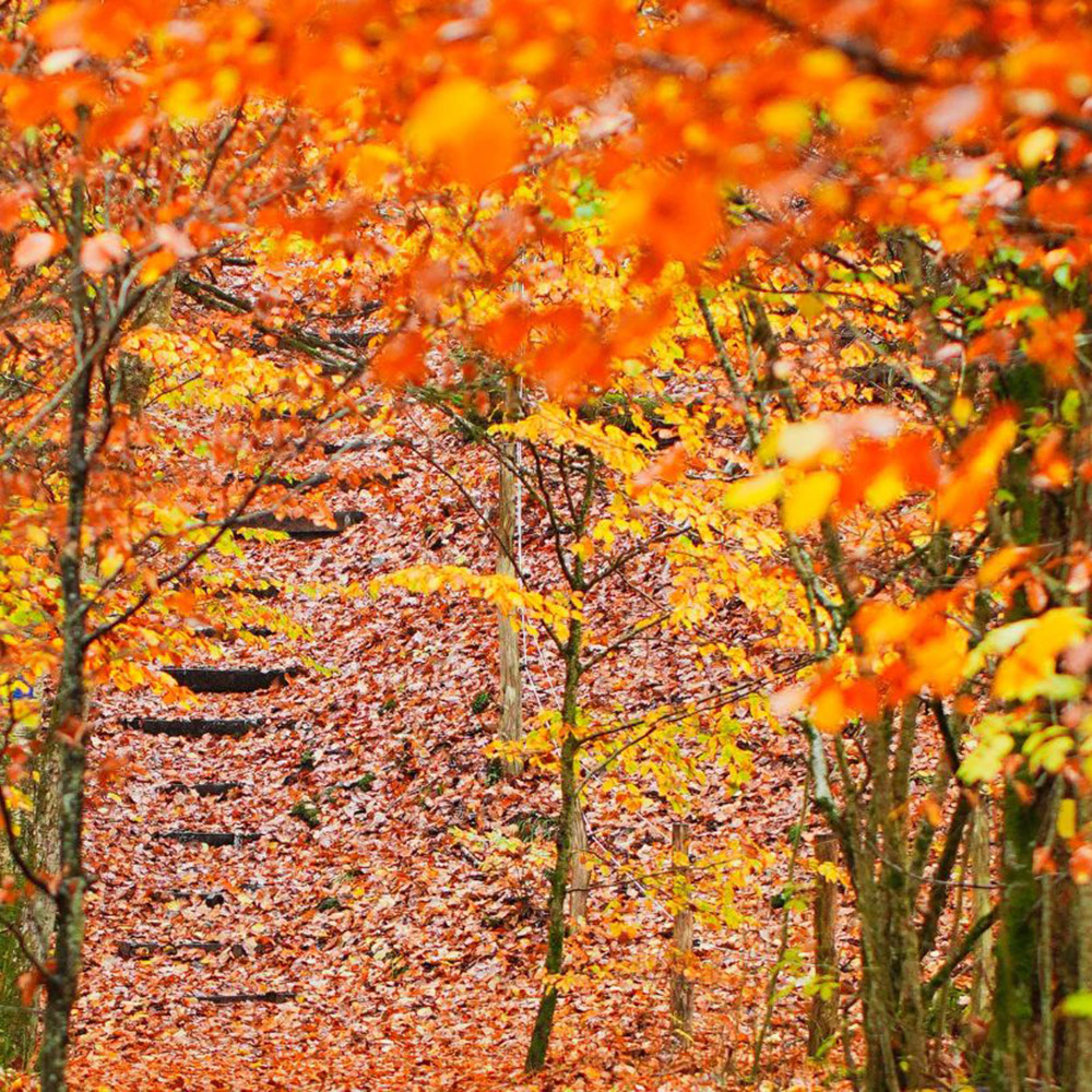 Que faire en novembre au jardin ?