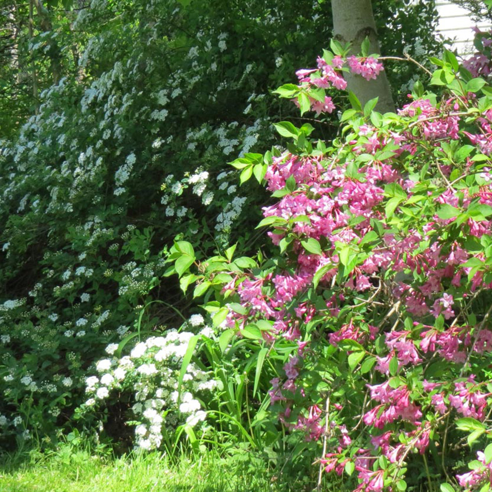 Quels arbustes tailler à l'automne ?