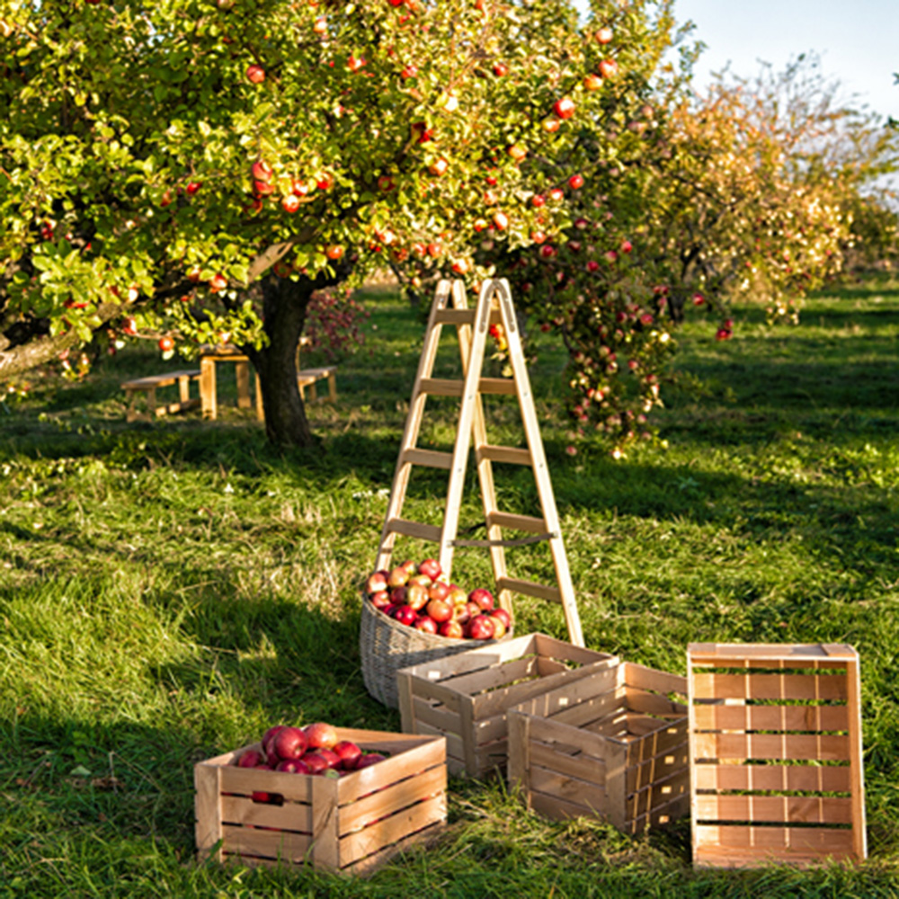 Que faire en septembre au jardin ?