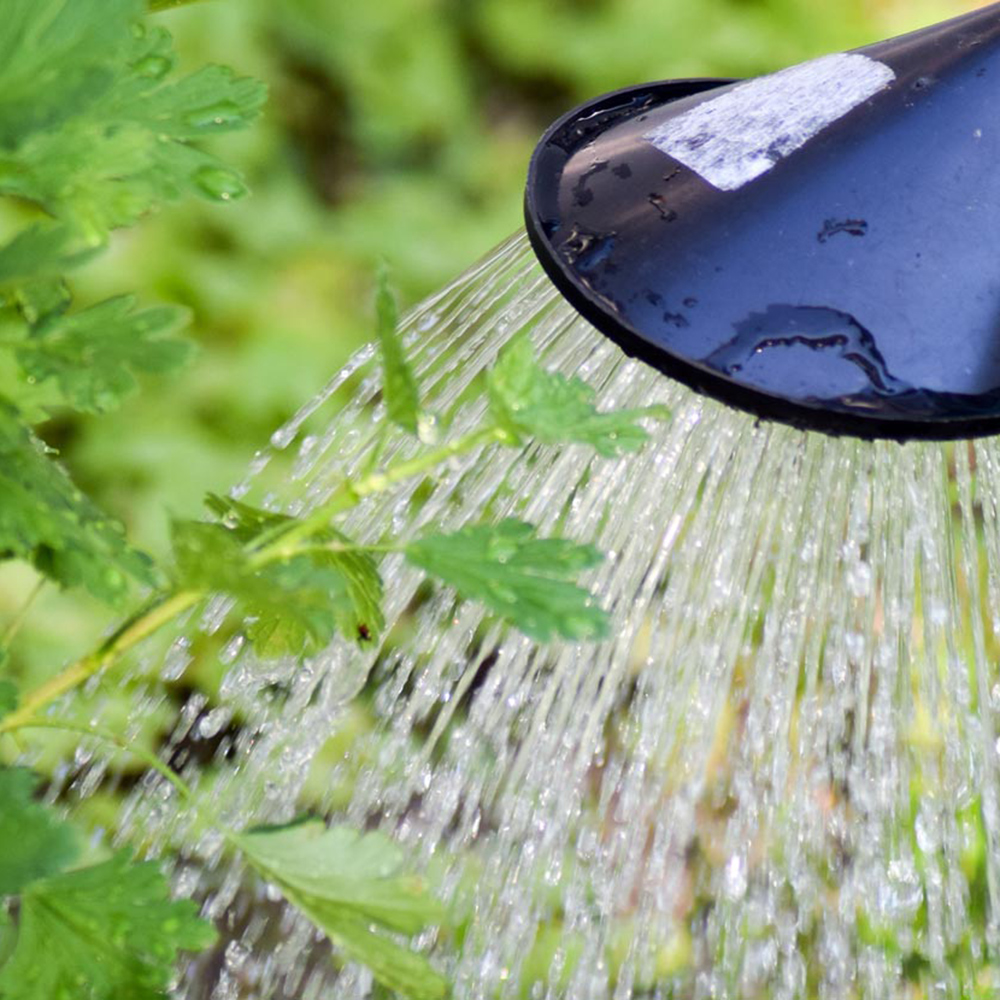 Sécheresse : Comment prendre soin de ses plantes ?