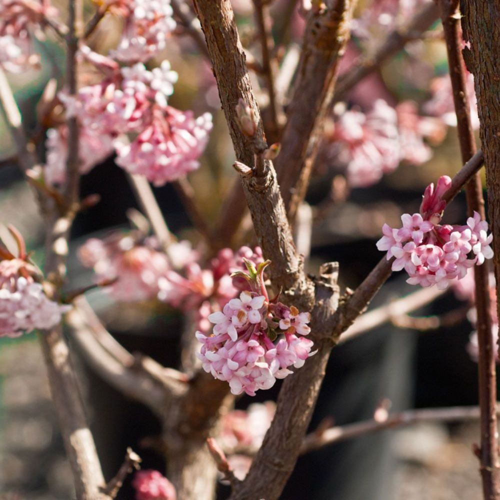 Les plantes qui fleurissent en hiver