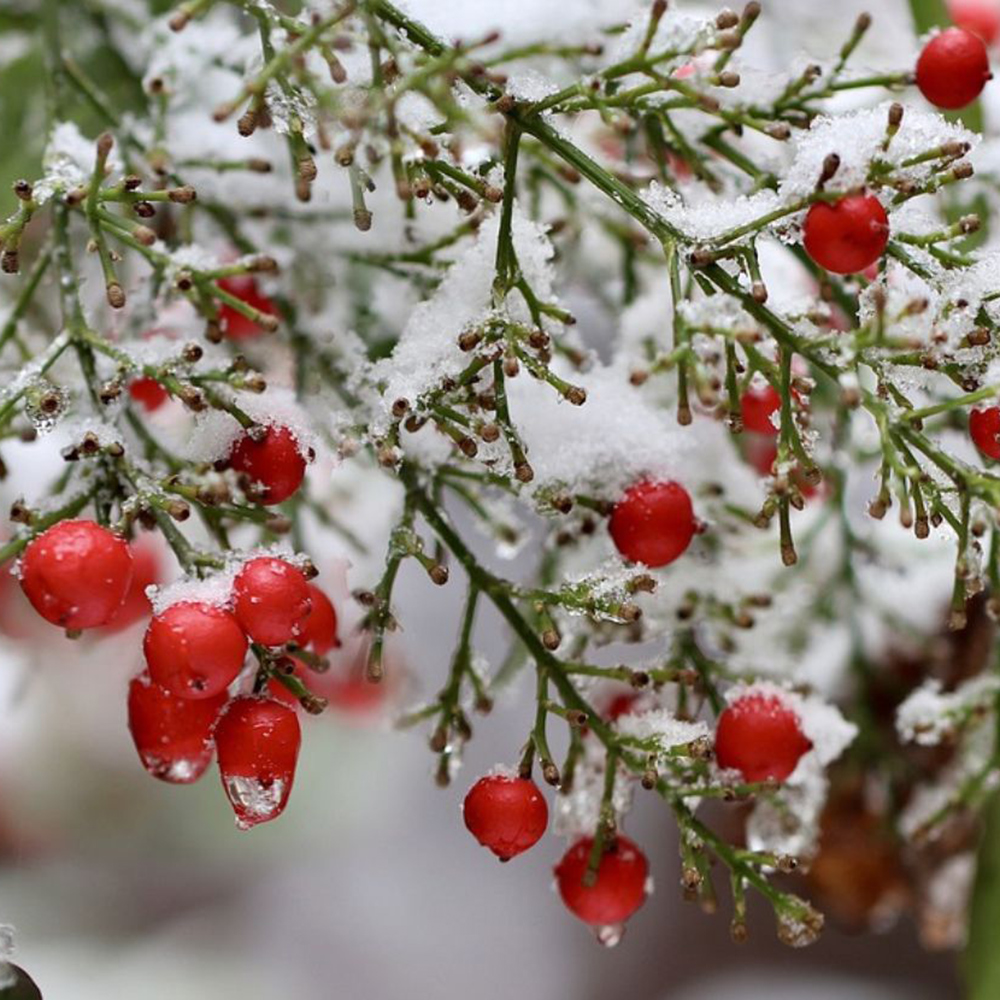 Que faire au jardin en décembre ?
