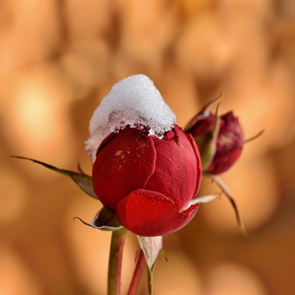 Que faire au jardin en janvier ?