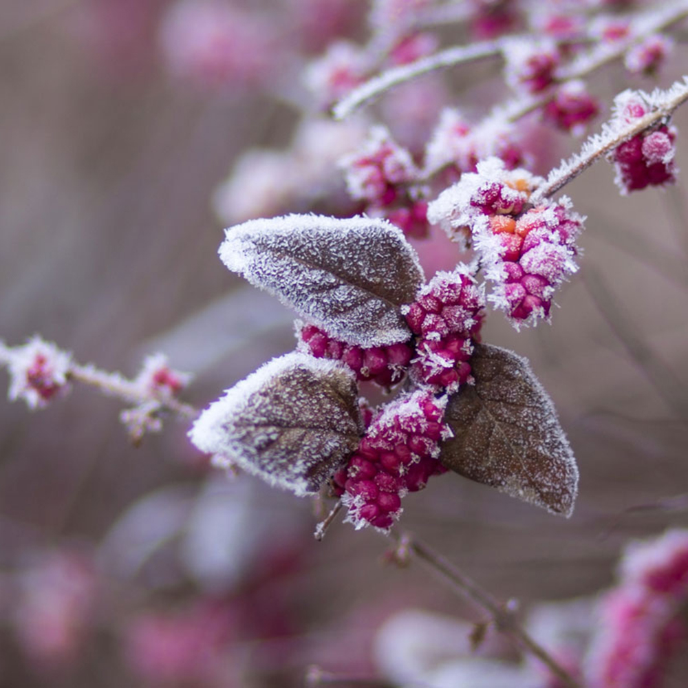 Retour du froid et des gelées, protégez vos plantes
