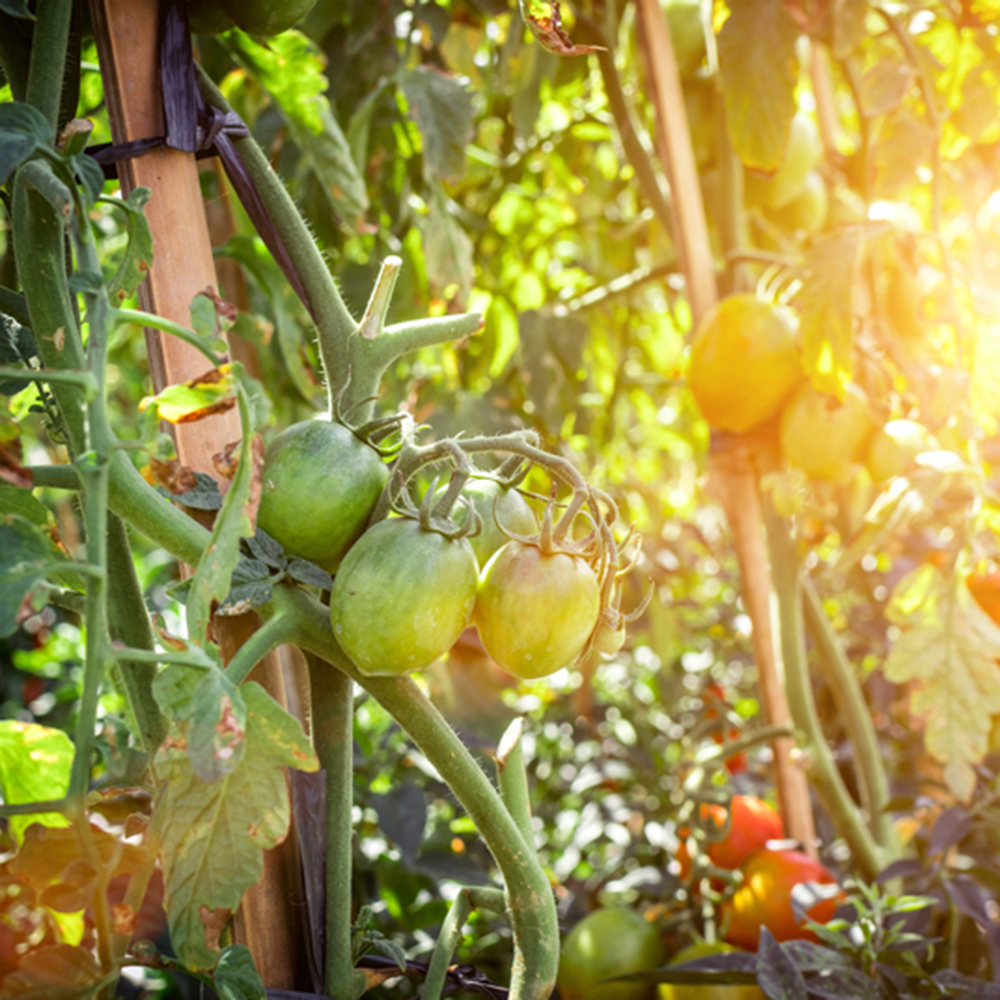 Avoir un beau potager facilement