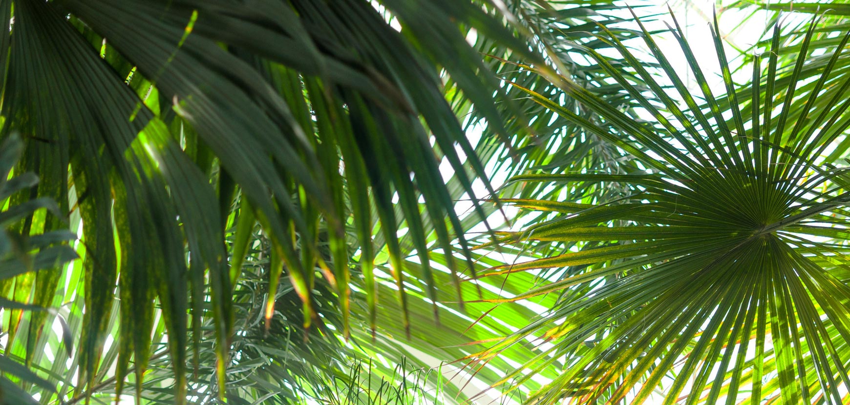 Palmiers : conseils de plantation et d’entretien