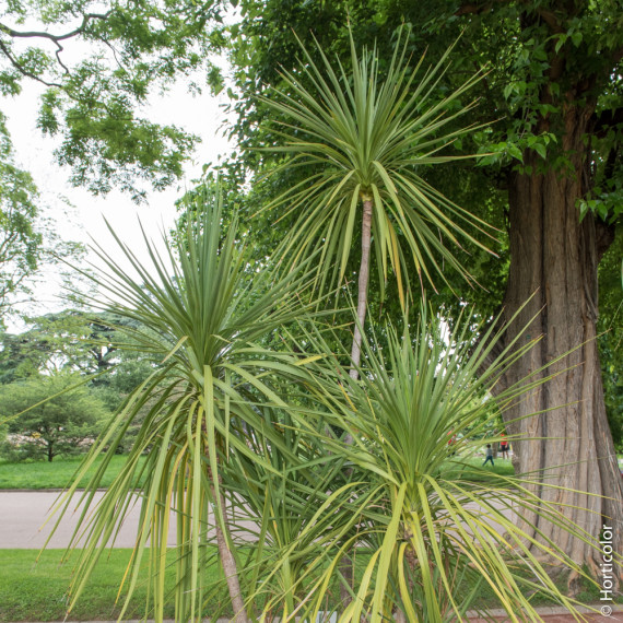 Palmier-parc