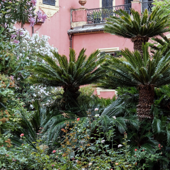 Palmier-jardin