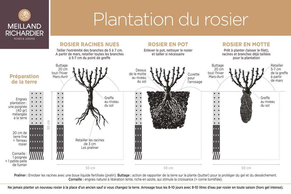 Schéma de plantation