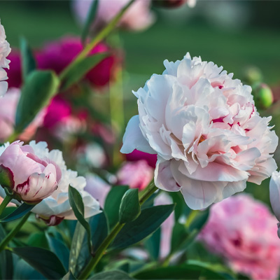 Connaître la pivoine herbacée