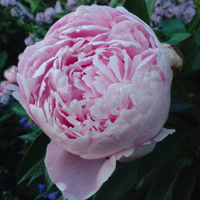 Comment planter une pivoine herbacée 