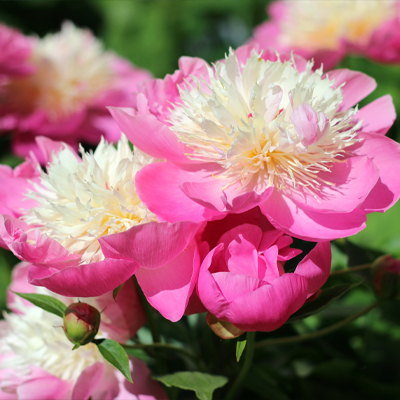 Comment entretenir la pivoine herbacée 